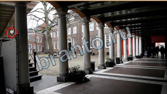 Игра Где же кот подсказки Уровень 6338