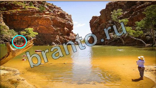 ответы к игре Где же кот Уровень 6405