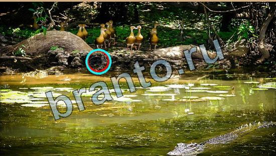 ответы на игру в одноклассниках Где же кот Уровень 6406