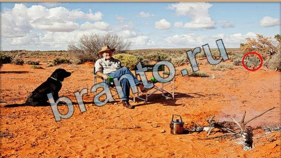 Где же кот игра ответы в одноклассниках Уровень 6407