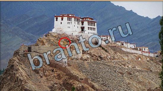 Где же кот прохождение игры Уровень 6462