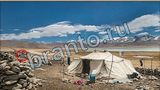 ответы Где же кот? в одноклассниках Уровень 6466