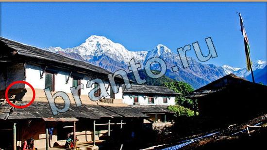 решения на игру Где же кот Уровень 6475