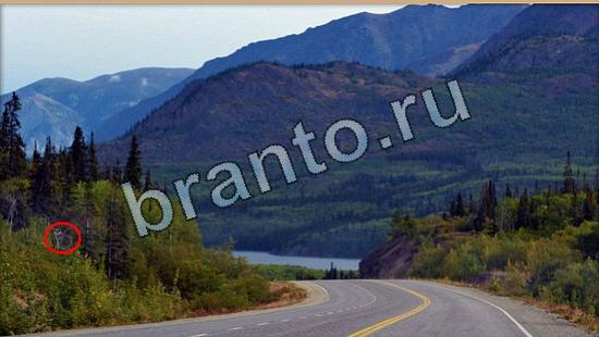 ответы на игру Где же кот Уровень 6481