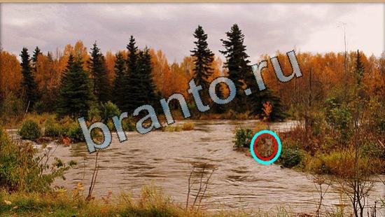 Решения на игру Где же кот Уровень 6483