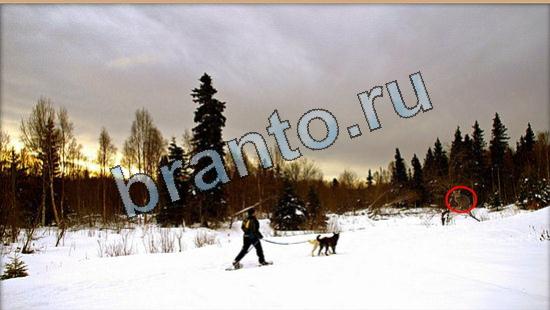 Помощь на игру Где же кот Уровень 6484