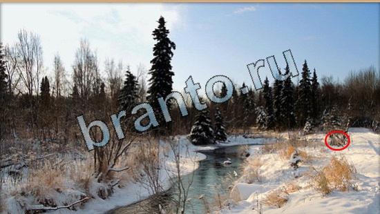 Где же кот игра ответы в одноклассниках Уровень 6487