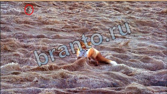 Где же кот? подсказки Уровень 6489