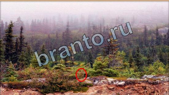 решебник на игру Где же кот Уровень 6491