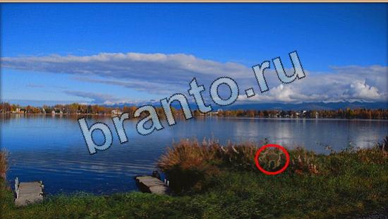 Где же кот игра ответы Уровень 6493