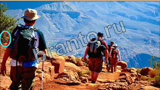 прохождение на игру Где же кот Уровень 6501