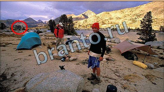 Прохождение игры Где же кот Уровень 6504