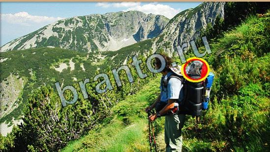 Где же кот игра ответы Уровень 6509