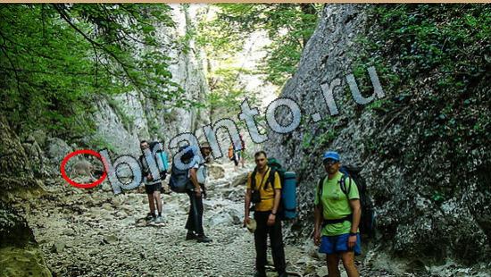 игра в одноклассниках Где же кот ответы Уровень 6510