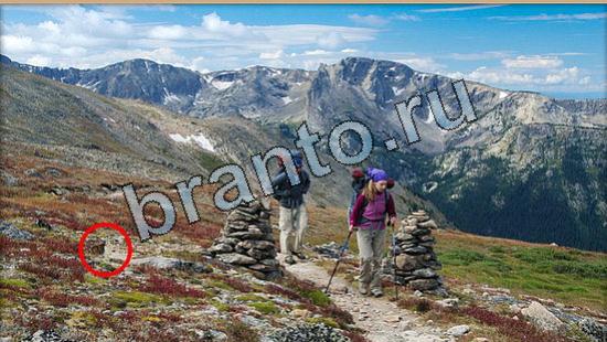 ответы на игру Где же кот Уровень 6514