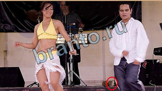 игра в одноклассниках Где же кот ответы Уровень 6550