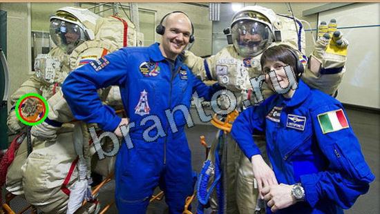 Игра Где же кот подсказки Уровень 6618