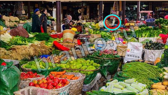 ответы на игру Где же кот Уровень 6681