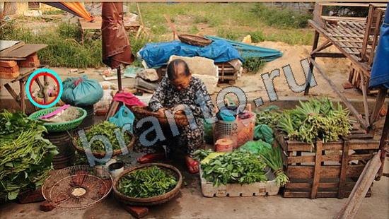 ответы к игре Где же кот Уровень 6685