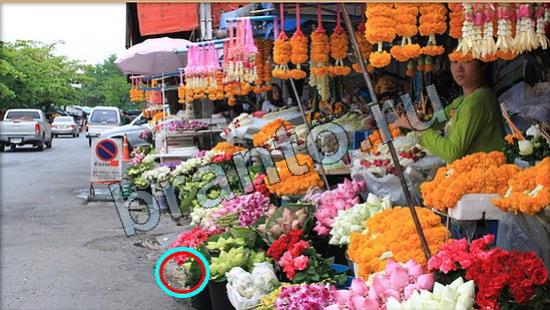 ответы на игру в одноклассниках Где же кот Уровень 6686