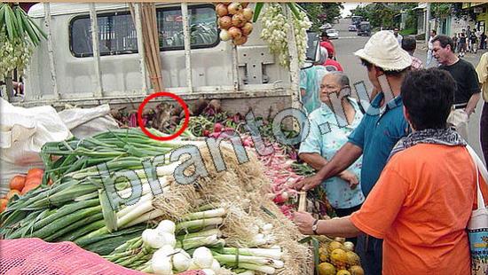 Где же кот игра подсказки Уровень 6694