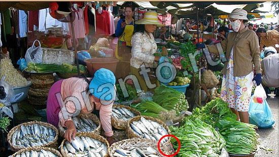 Где же кот игра помощь Уровень 6695