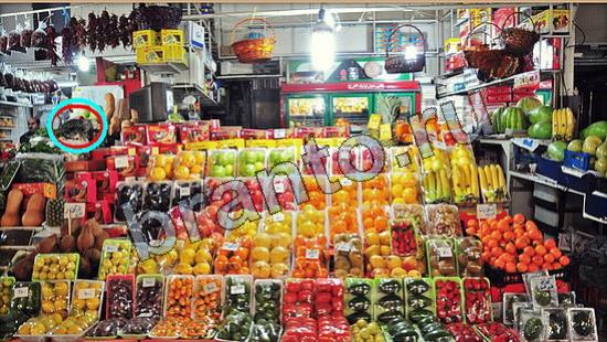 игра Где же кот помощь Уровень 6699