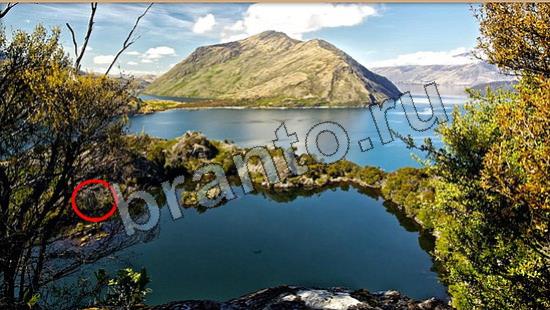 решения для игры Где же кот Уровень 6708