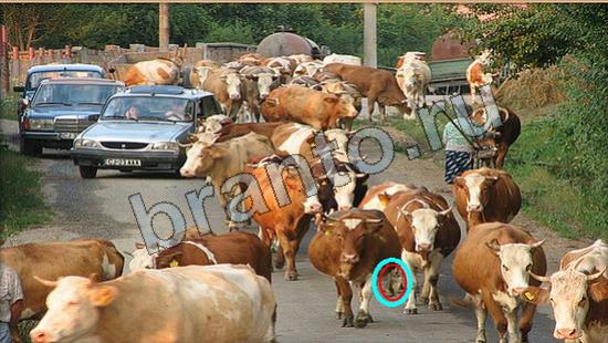 Где же кот игра ответы Уровень 6749