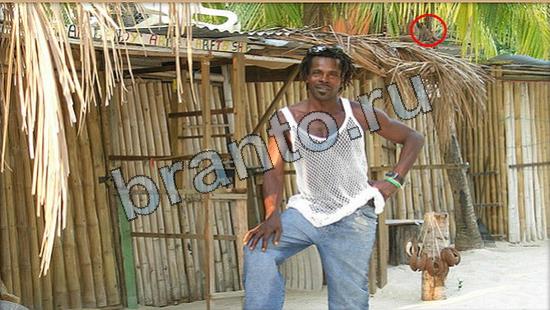 ответы для игры Где же кот Уровень 6907