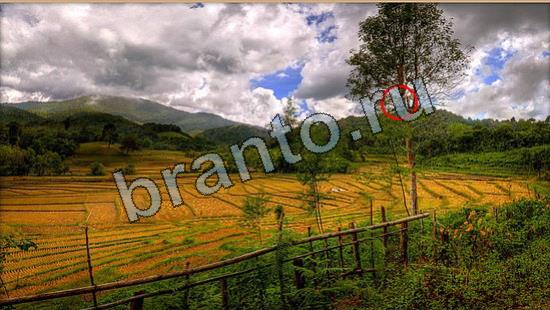 Подсказки на игру Где же кот Уровень 7002