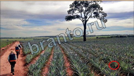 Решения на игру Где же кот Уровень 7003