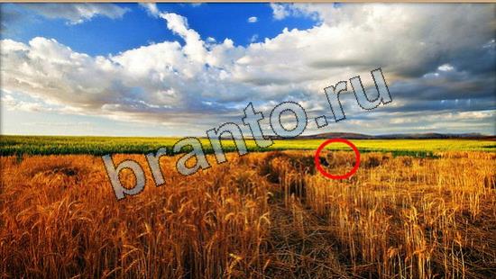 Помощь на игру Где же кот Уровень 7004