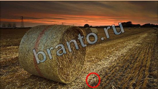 ответы к игре Где же кот Уровень 7005