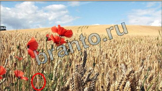 ответы на игру в одноклассниках Где же кот Уровень 7006