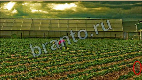 решебник на игру Где же кот Уровень 7011