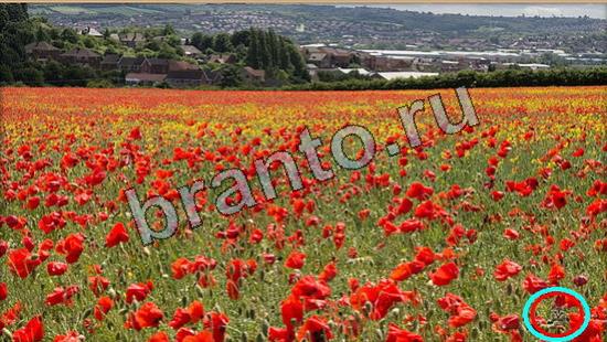 Где же кот? решения Уровень 7012