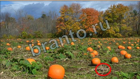 Где же кот игра помощь Уровень 7015