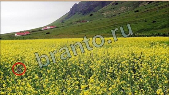 игра Где же кот помощь Уровень 7019