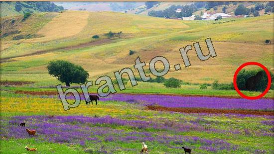 прохождение на игру Где же кот Уровень 7021