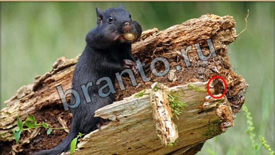 Где же кот прохождение игры Уровень 7022