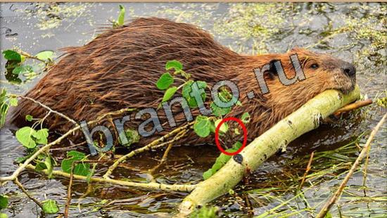 відповіді на игру Где же кот в одноклассниках Уровень 7023