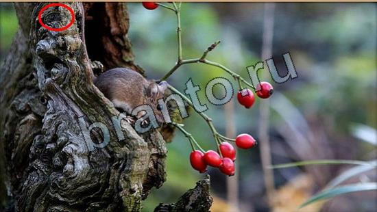 Прохождение игры Где же кот Уровень 7024