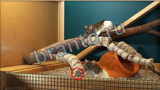 ответы Где же кот Уровень 7025