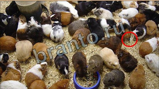 ответы Где же кот? в одноклассниках Уровень 7026