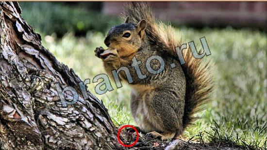 ответы для игры Где же кот Уровень 7027