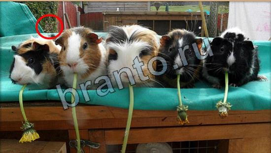 решения для игры Где же кот Уровень 7028