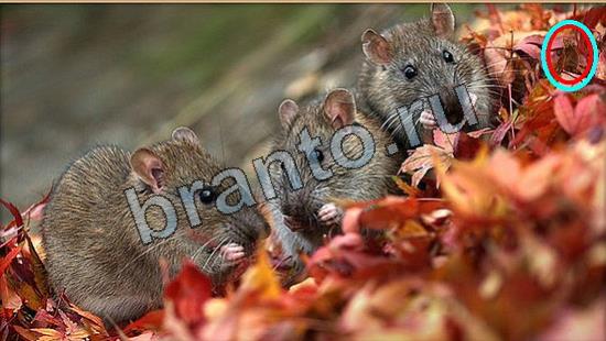 Где же кот игра ответы Уровень 7029