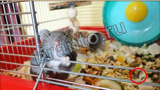 игра в одноклассниках Где же кот ответы Уровень 7030