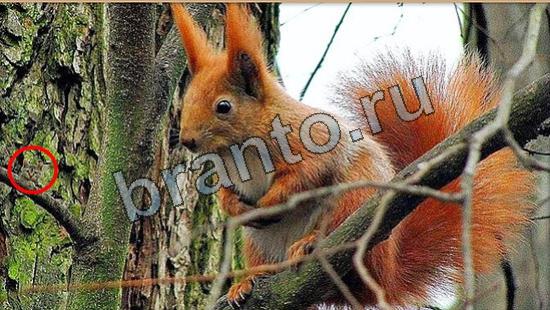 Где же кот помощь в картинках Уровень 7031